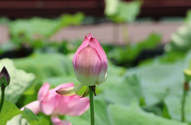 光棍节单生狗孤独求爱搞笑网名(精选524个)