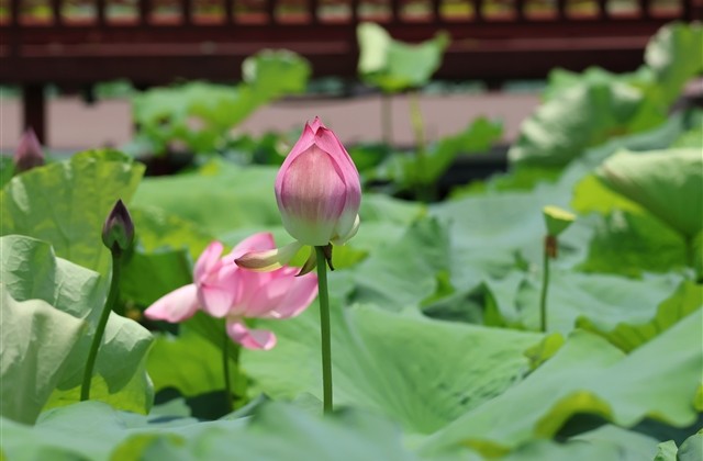 光棍节单生狗孤独求爱搞笑网名(精选524个)