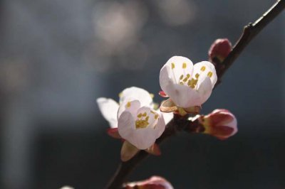 ​成熟句子（精选86句）