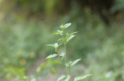 ​小众干净id大全(优选246个)