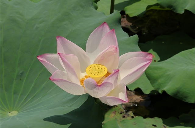 用艳字取个优雅网名(精选102个)