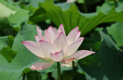 ​给女朋友的备注最浪漫的昵称(109个)