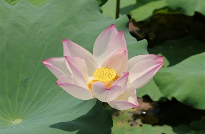​好听的没人用的网名(共101个)