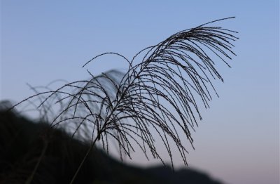 ​王者荣耀id简单干净英文
