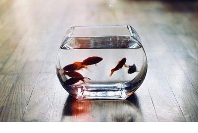 描写树木的成语100个