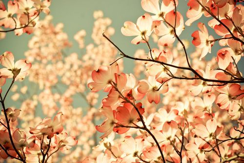 七夕送花卡片留言大全2023 七夕送花卡片语(精选107句)
