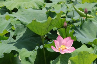 ​王者荣耀比较骚气的游戏id(精选190个)