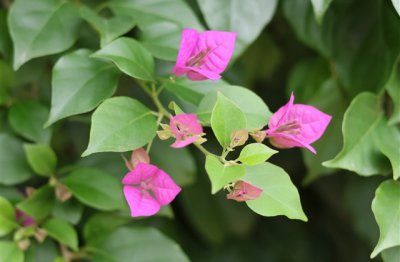 ​回忆青春的唯美优雅七字网名(共631个)