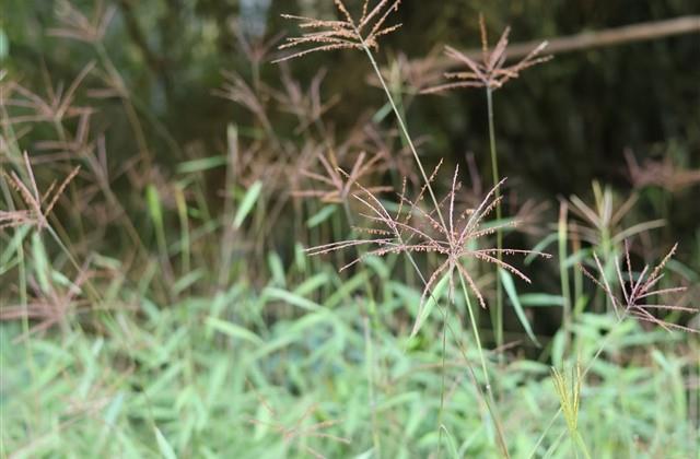 优美的五字网名(733个)