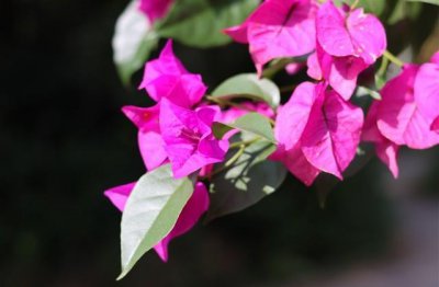 ​森系文艺治愈名字