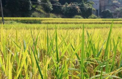 ​好听非主流网名(精选361个)