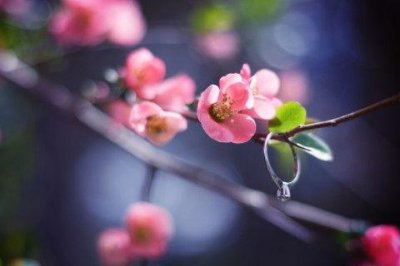 ​2025清明节悼念句子大全(精选95句)
