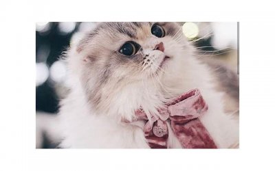 ​狗猫鼠有哪些优美句子精选114句