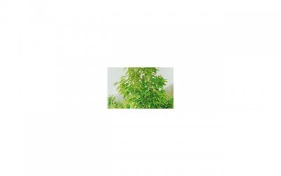​适合祝福父母的句子简短汇聚76条