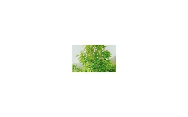  适合祝福父母的句子简短汇聚76条
