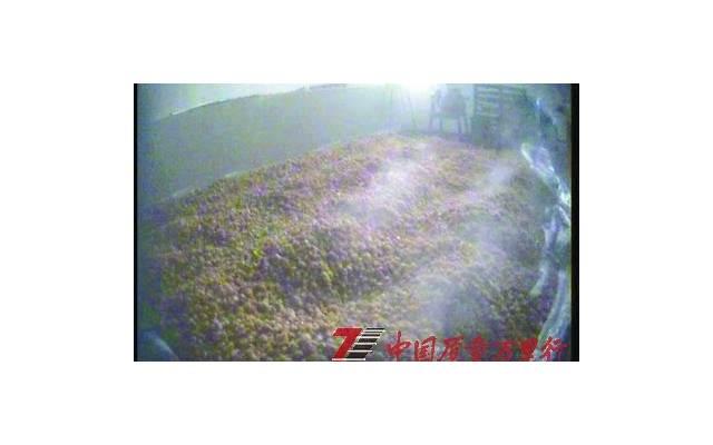 品香喝茶的句子(精选337句)