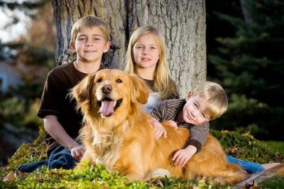 ​不知道这6点，最好别随便养金毛犬