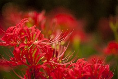 ​黄泉之花：彼岸花的花语与传奇身世