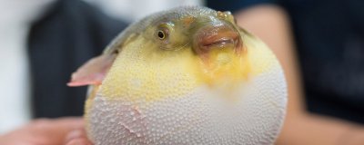 ​河豚在哪里进行产卵