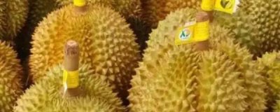 ​榴莲长在什么地方（榴莲的原产地是哪个国家）