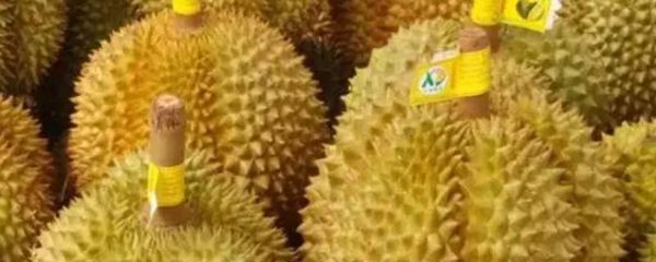 榴莲长在什么地方（榴莲的原产地是哪个国家）(1)_