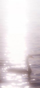 ​一组bling bling的天鹅壁纸