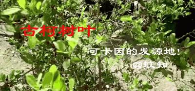 ​古柯树：一种看起来毫不起眼的树，却被瘾君子爱不释手