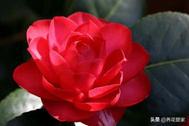 庭院种什么花最吉利（10种庭院最佳的花卉选择）