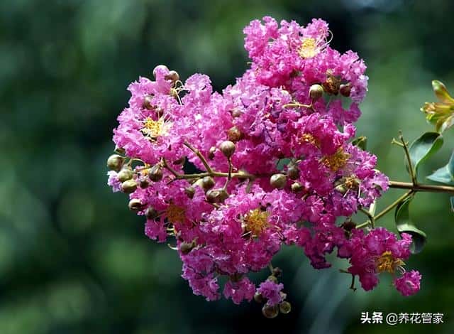 庭院种什么花最吉利（10种庭院最佳的花卉选择）