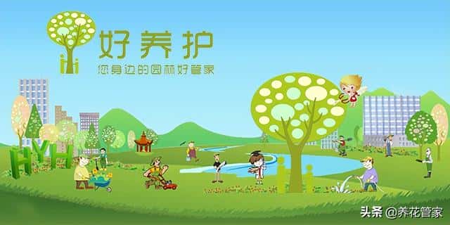庭院种什么花最吉利（10种庭院最佳的花卉选择）