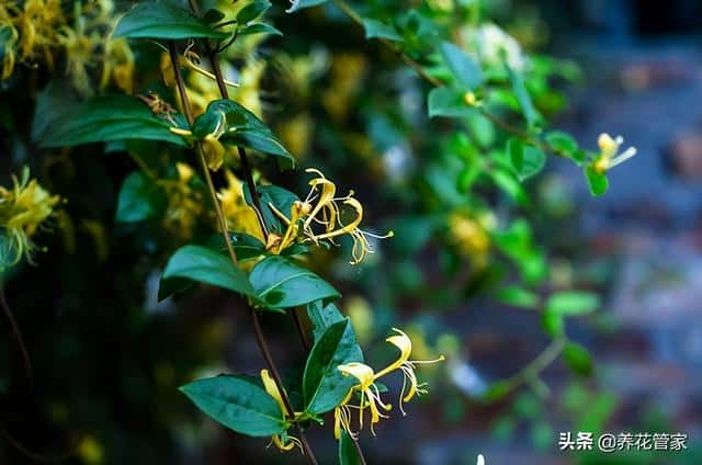 庭院种什么花最吉利（10种庭院最佳的花卉选择）