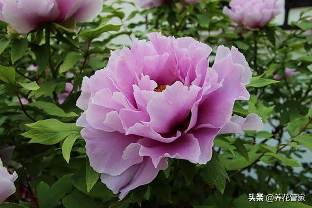 庭院种什么花最吉利（10种庭院最佳的花卉选择）
