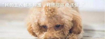 ​狗狗能吃猪肝吗（狗狗吃猪肝中毒表现）