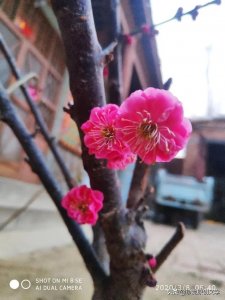 ​妩媚动人的武媚娘