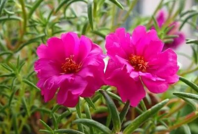 ​前方高能！最新自制花肥方法，不仅花繁叶茂，而且一点也不臭！