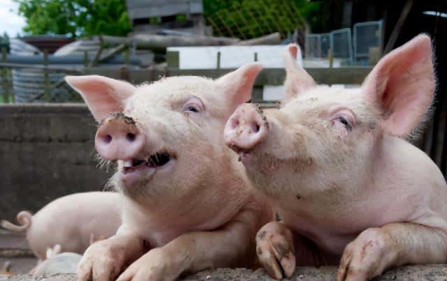 红薯藤可以喂猪吗（红薯藤喂猪好吗）