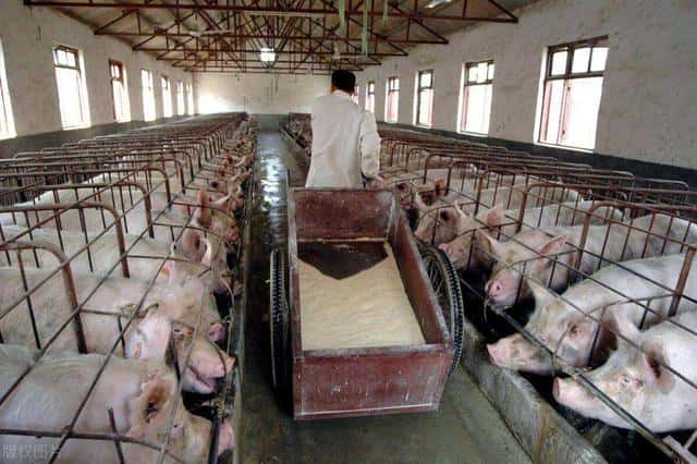 红薯藤可以喂猪吗（红薯藤喂猪好吗）