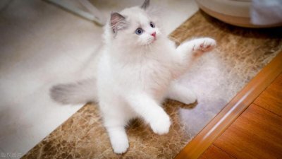 ​猫咪品种大盘点：从“仙女猫”到“挖煤工”，养猫前必看爆款指南