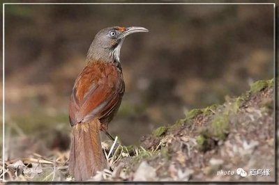 ​台湾的16种画眉分享