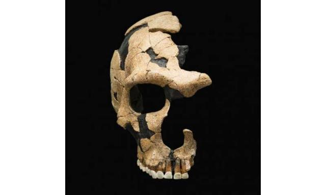 极简人类战争史（一场时长超过十万年的史前战争）(6)