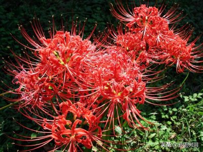 ​十大诅咒之花花语，除了彼岸花，你还知道几个？