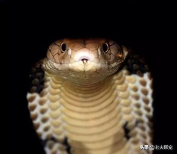 ​国内最凶狠的毒蛇，性格暴躁追人咬的“过山峰”为何如此可怕？