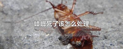 ​蟑螂该死吗 蟑螂死了小蟑螂