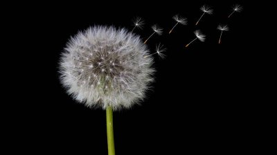 ​蒲公英和婆婆丁是一种吗 婆婆丁蒲公英是一样吗