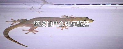 ​怎样才能驱赶壁虎 壁虎如何驱赶走壁虎