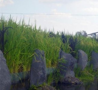 ​怎么卖大米(如何快速卖大米)