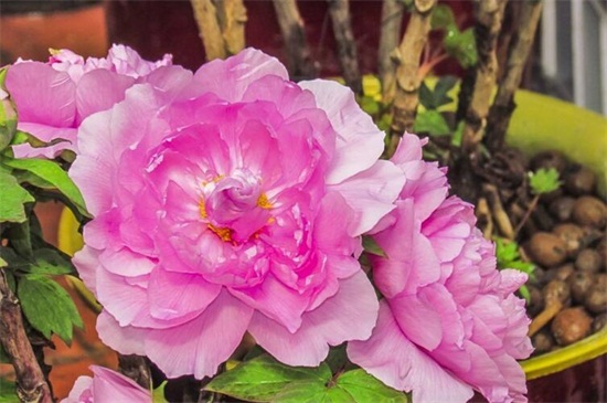 牡丹花怎么繁殖,常见有播种和分株两种(图4)