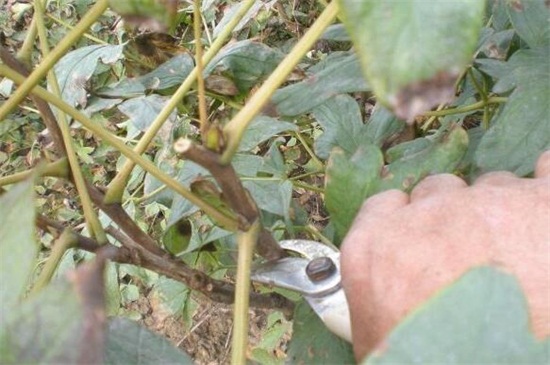 牡丹花怎么繁殖,常见有播种和分株两种(图3)