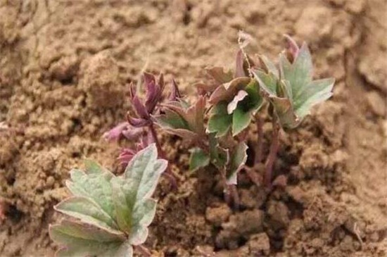 牡丹花怎么繁殖,常见有播种和分株两种(图1)