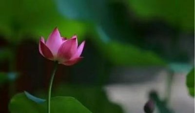 ​什么样的人淡泊名利(关于淡泊名利的诗句)